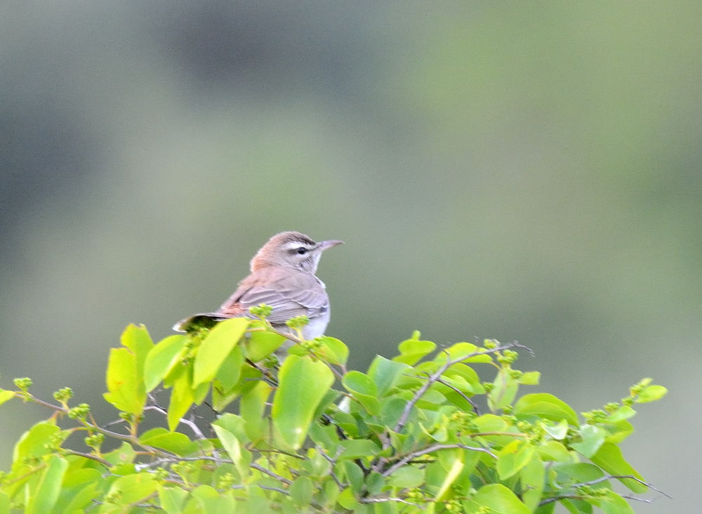 Rufous-tailed Scrub Robin