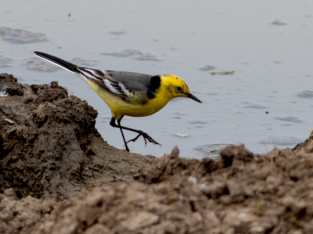 Citrine Wagtail