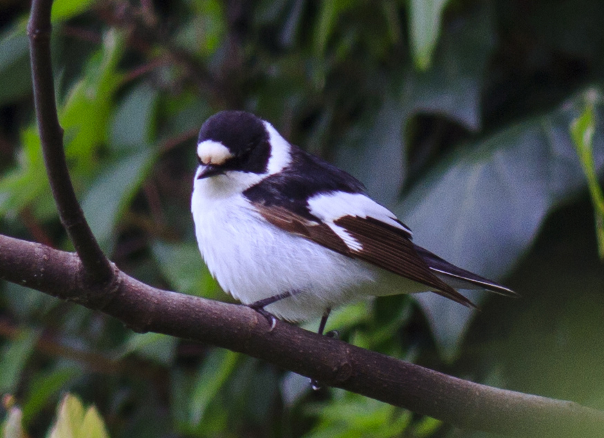 Collared Flycatcher