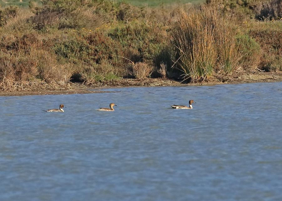 Northern Pintail