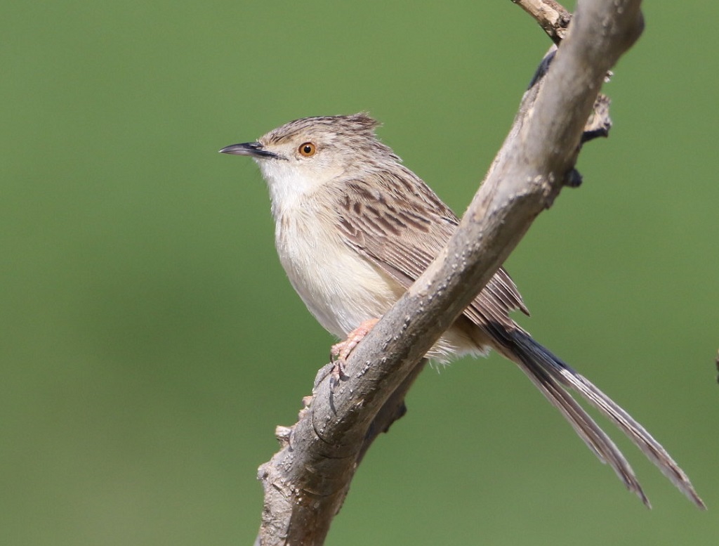 Delicate Prinia