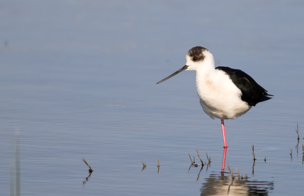 Black-winged Stilt