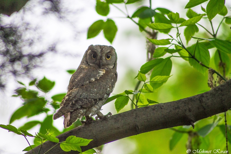 Eurasian Scops Owl