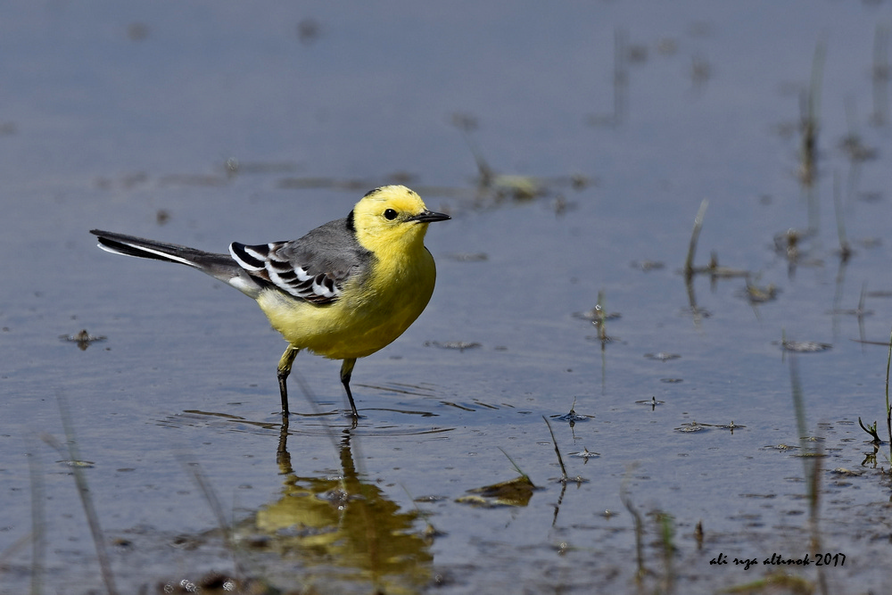 Citrine Wagtail