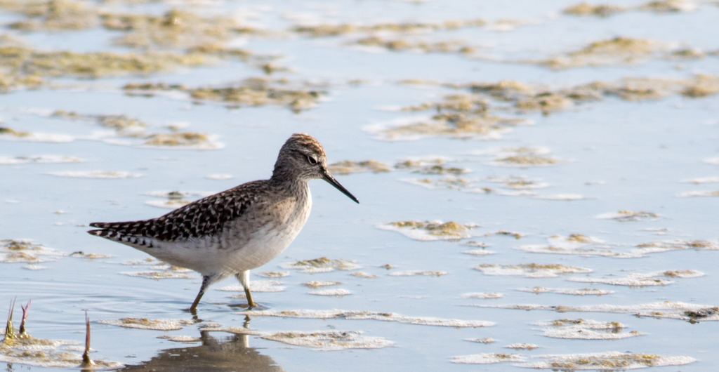 Wood Sandpiper