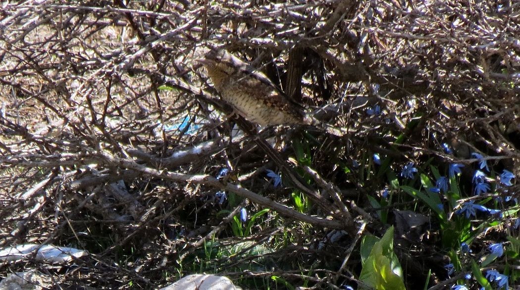 Eurasian Wryneck