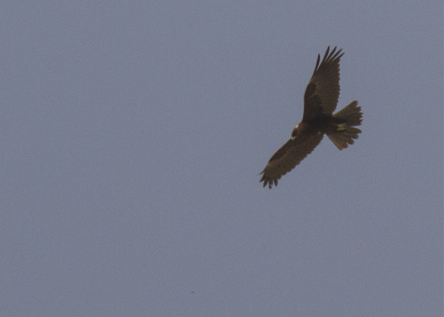 Western Marsh Harrier