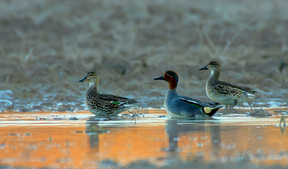 Eurasian Teal