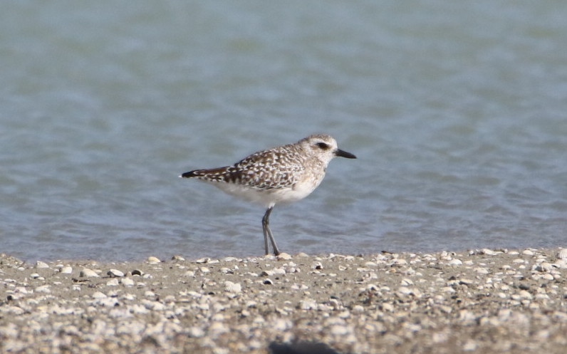 Grey Plover