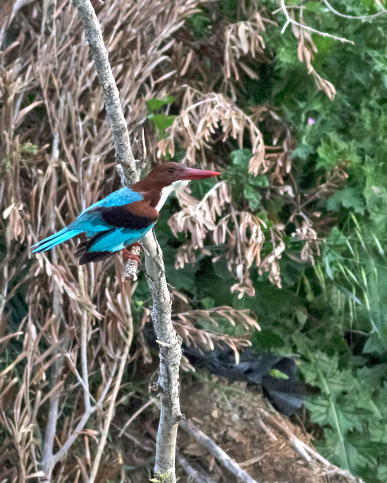 White-throated Kingfisher