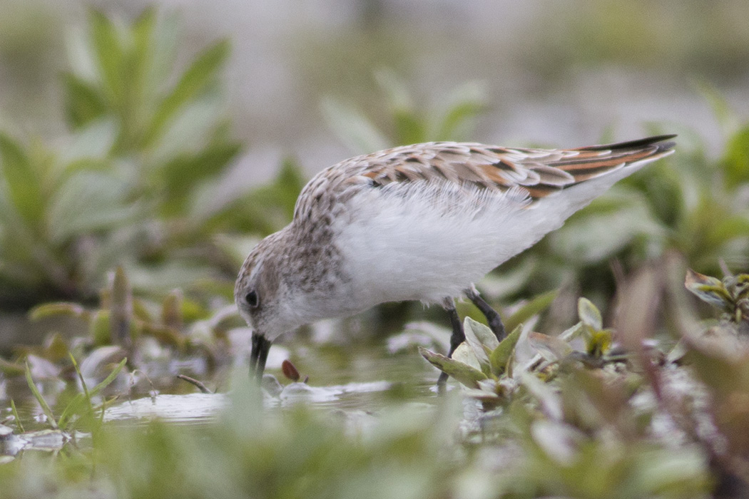 Little Stint