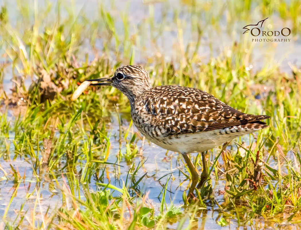 Wood Sandpiper