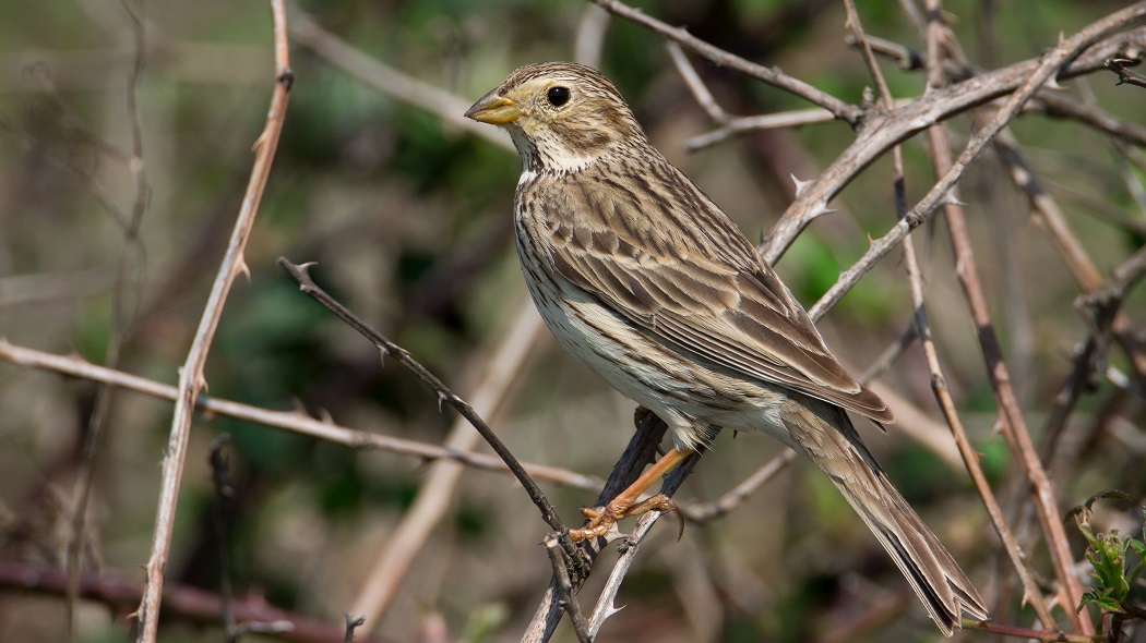 Corn Bunting