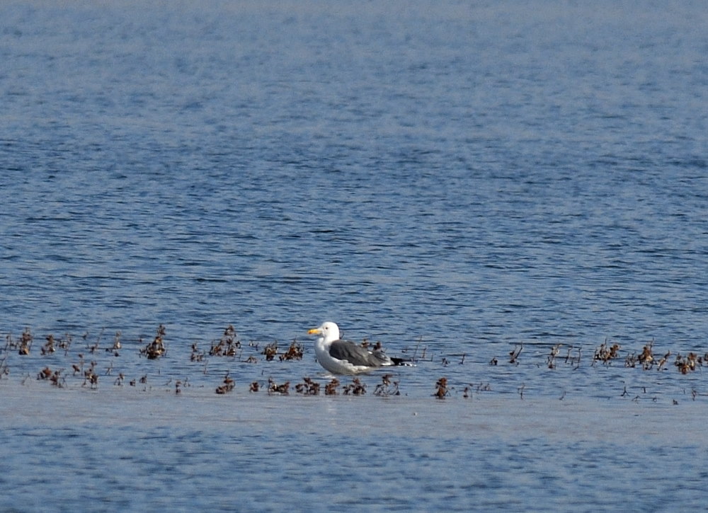 Lesser Black-backed Gull