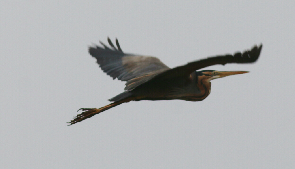 Purple Heron