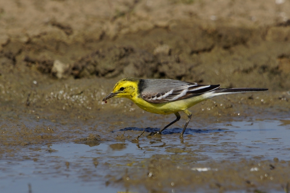 Citrine Wagtail