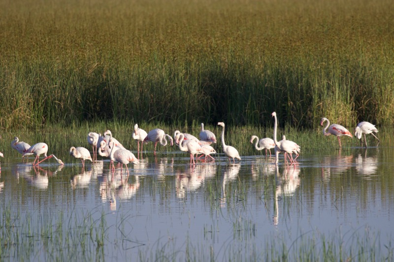 Greater Flamingo
