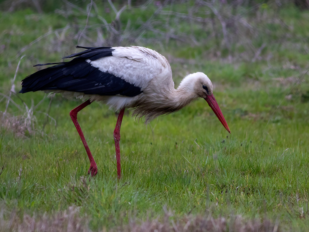White Stork