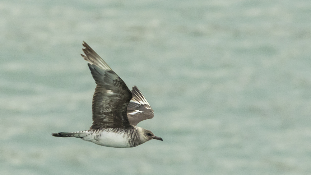 Parasitic Jaeger