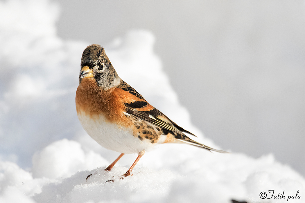 Brambling