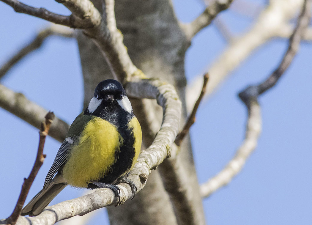 Great Tit
