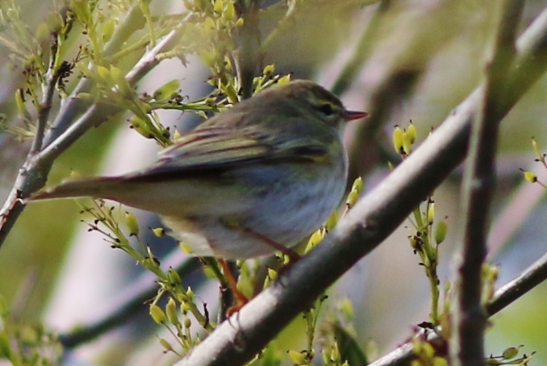 Willow Warbler