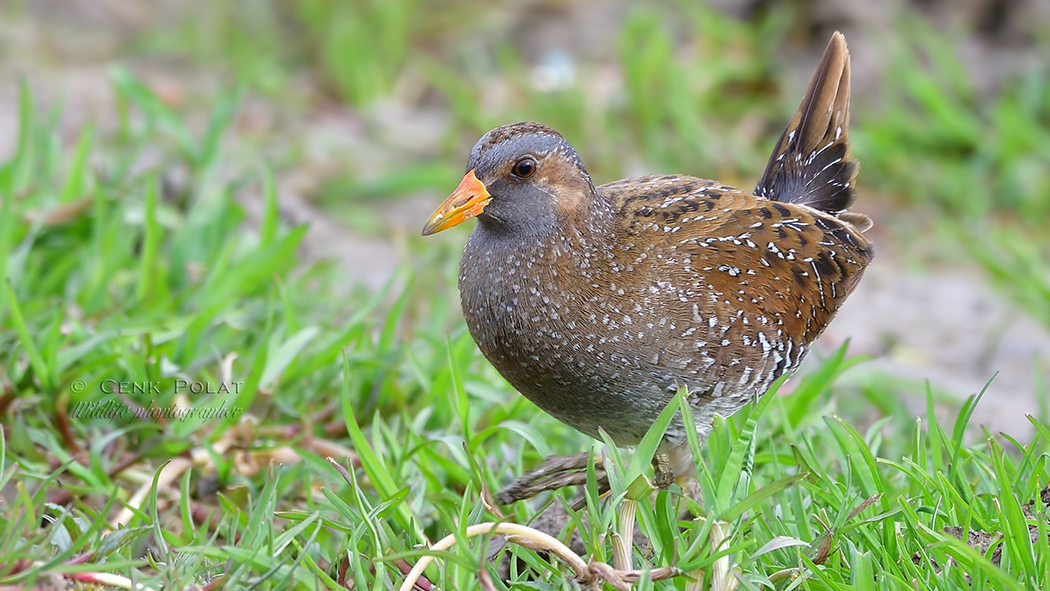 Spotted Crake