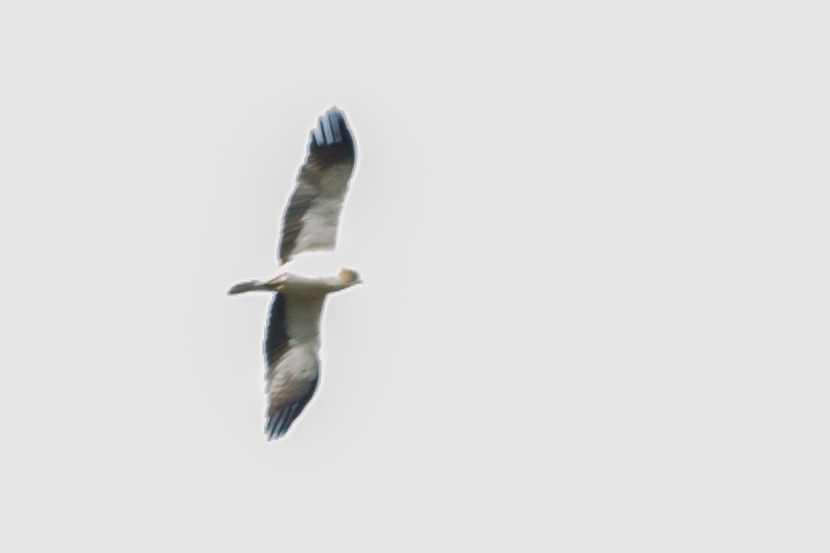 Booted Eagle
