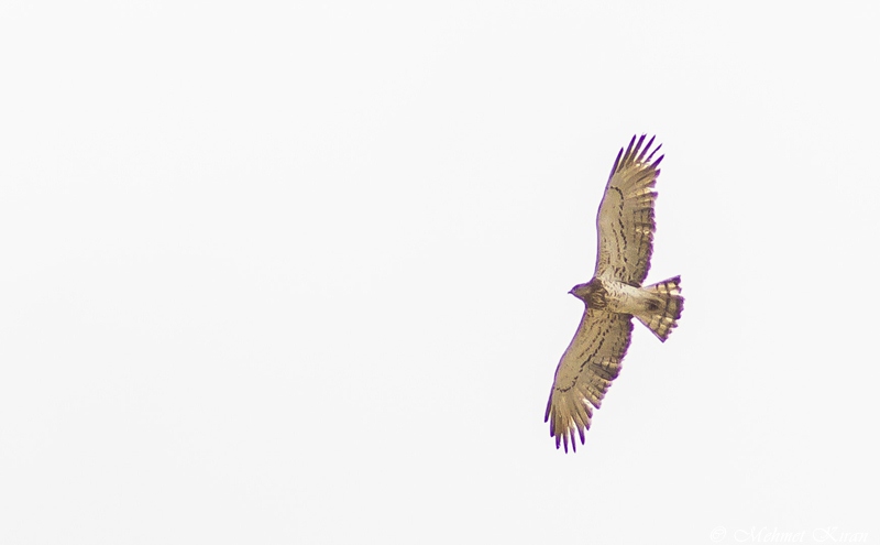 Short-toed Snake Eagle