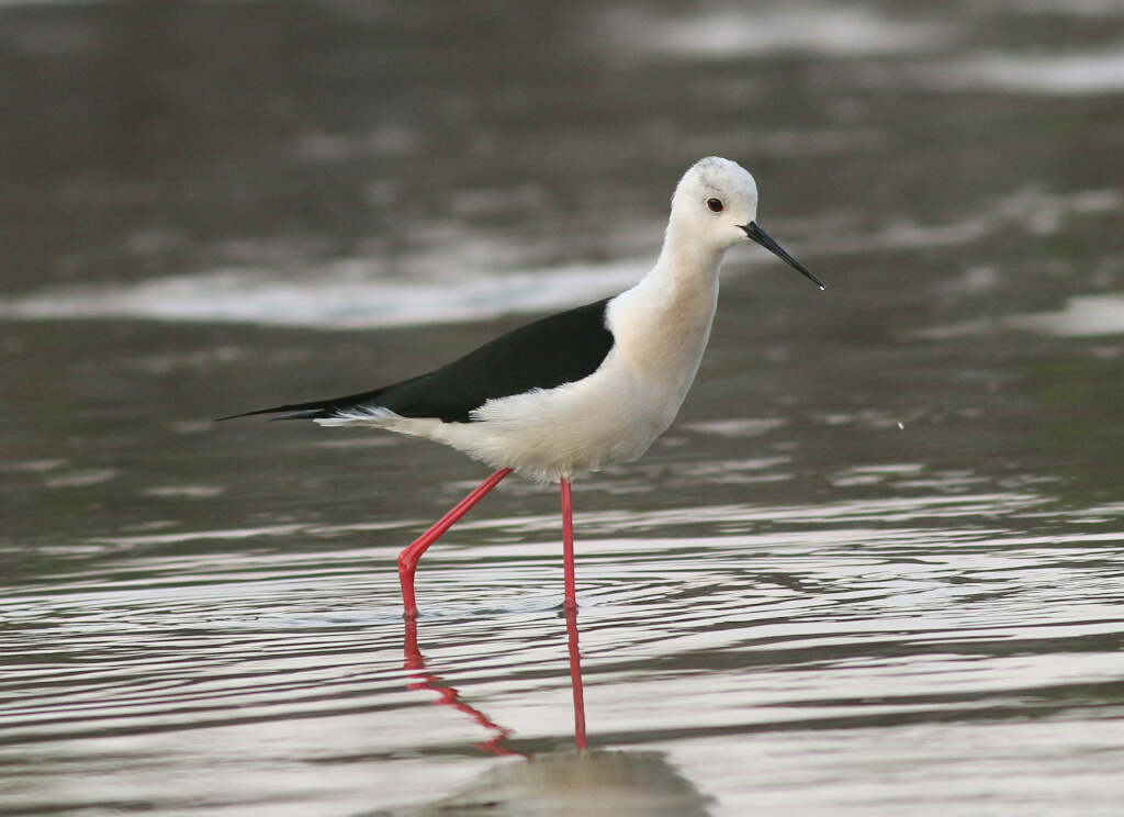 Black-winged Stilt