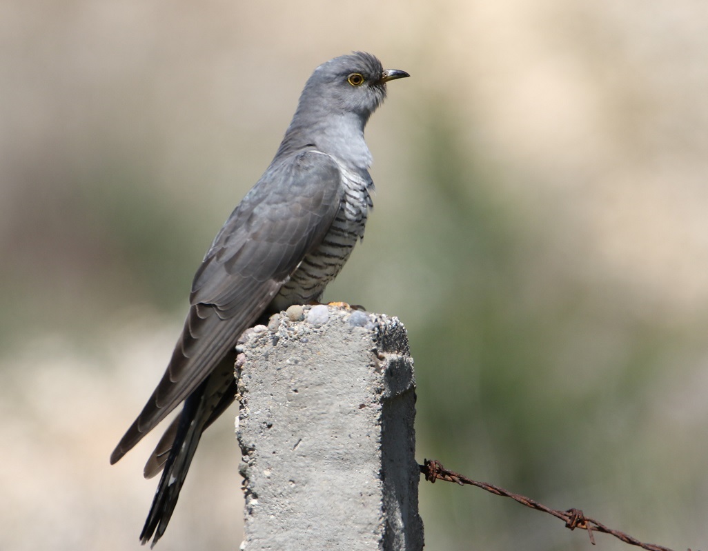 Common Cuckoo