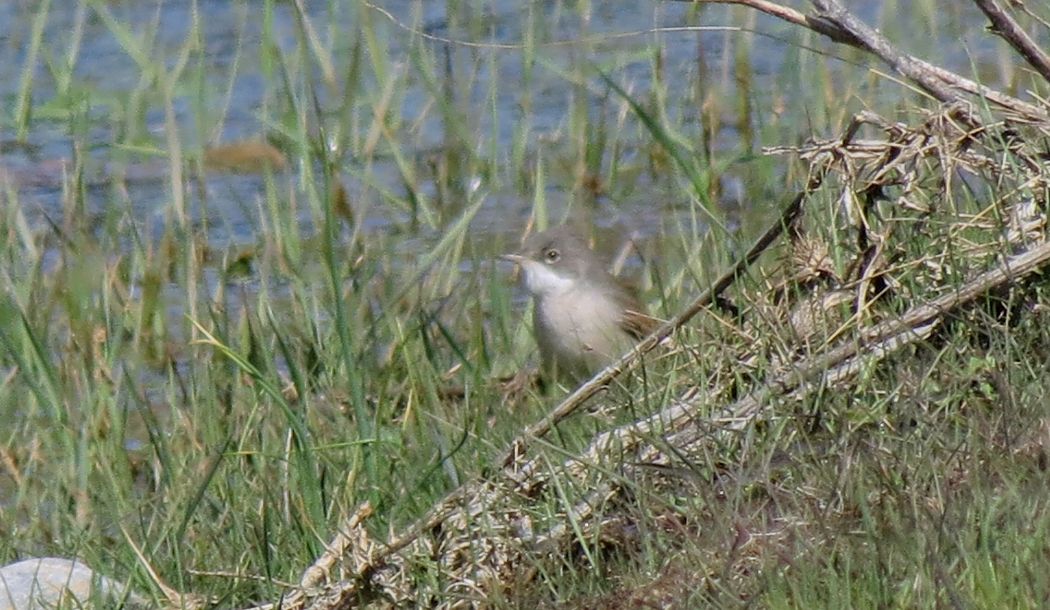 Common Whitethroat