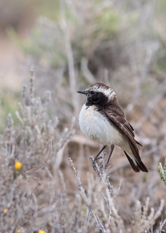 Cyprus Wheatear
