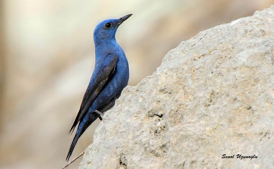 Blue Rock Thrush
