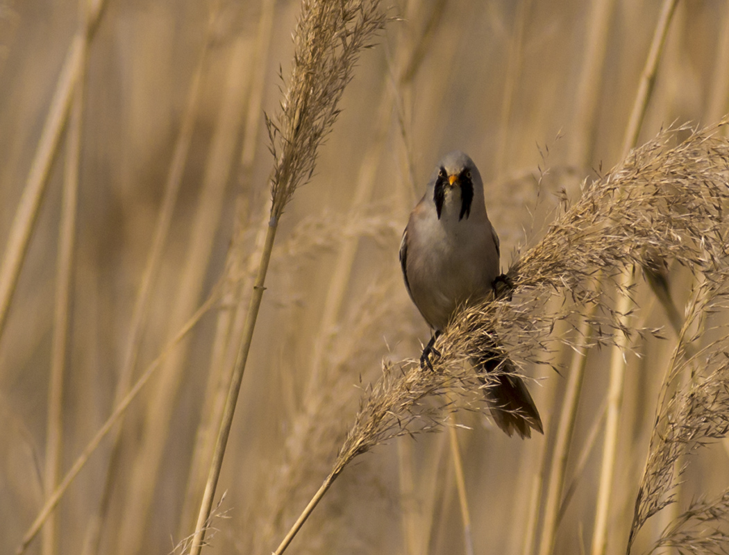 Bearded Reedling