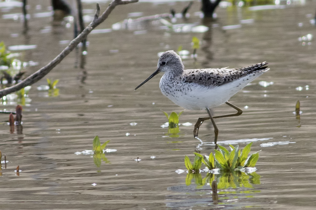 Marsh Sandpiper