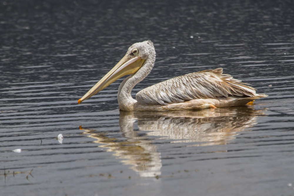 Pink-backed Pelican