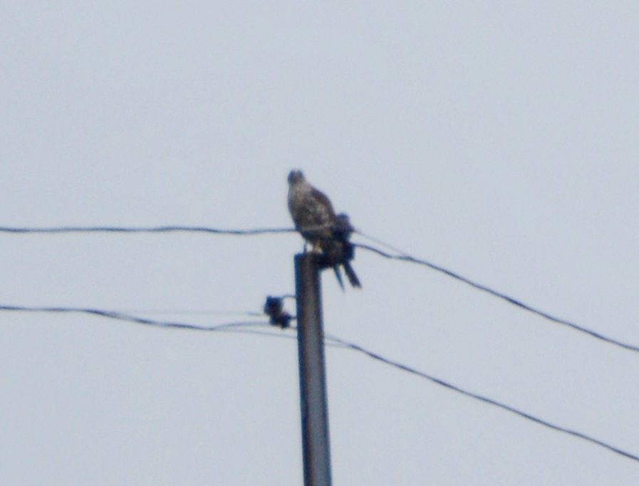 Eurasian Goshawk