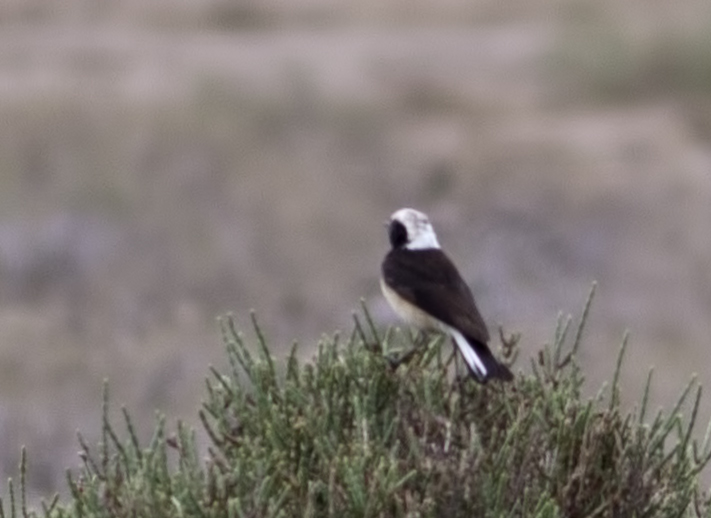 Pied Wheatear