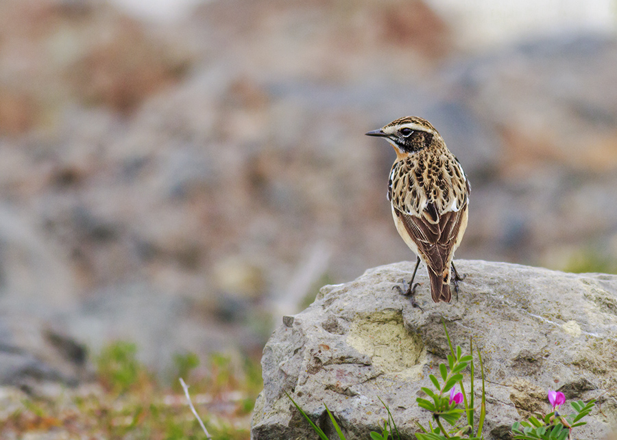 Whinchat