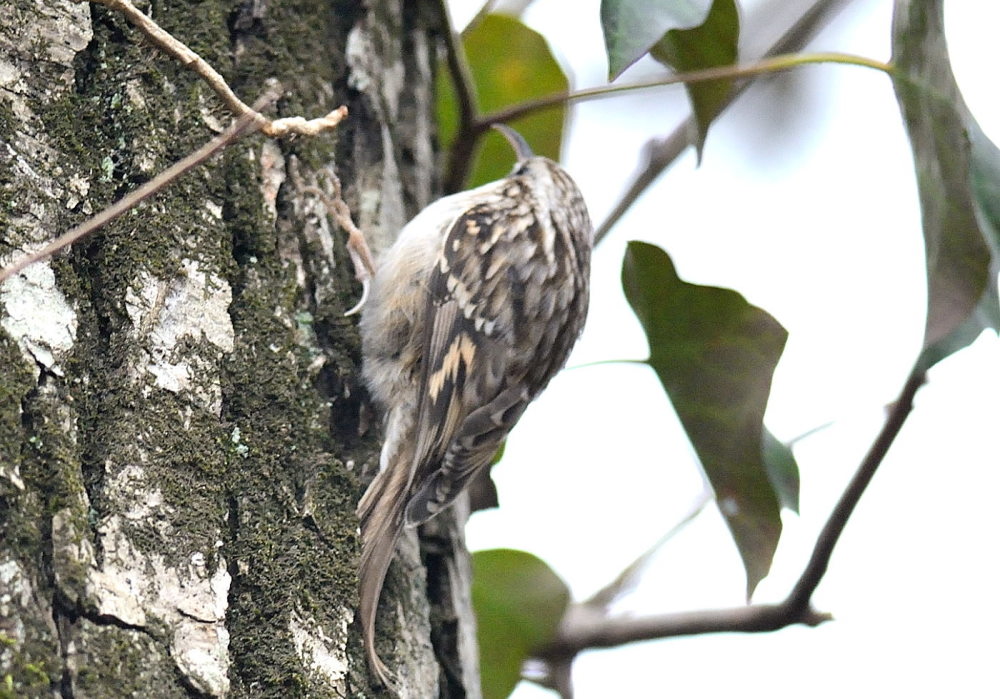 Short-toed Treecreeper