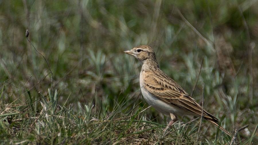 Greater Short-toed Lark