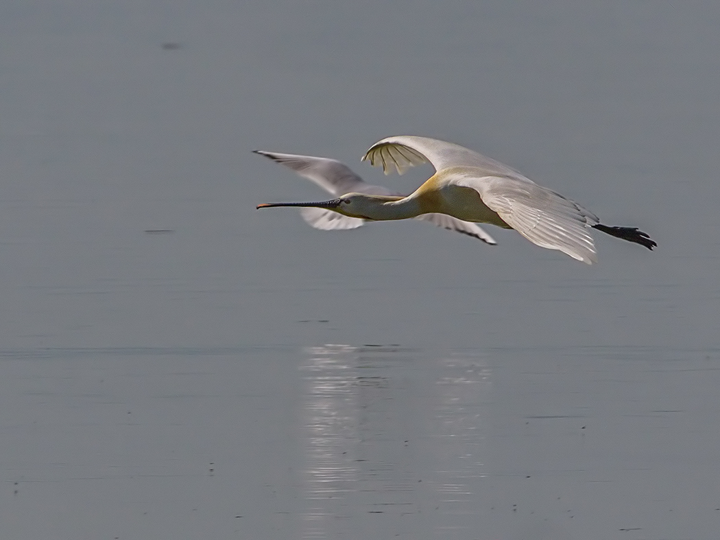 Eurasian Spoonbill
