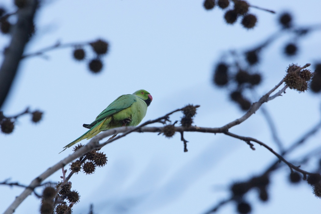 Rose-ringed Parakeet