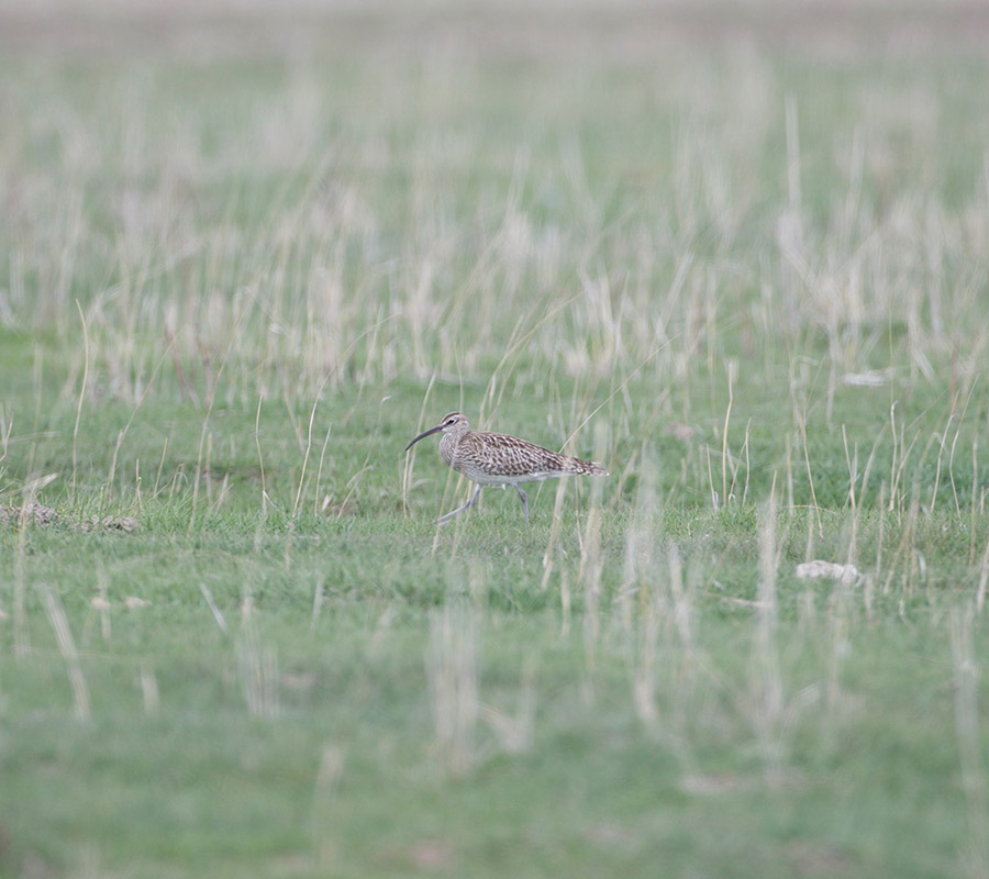 Eurasian Whimbrel