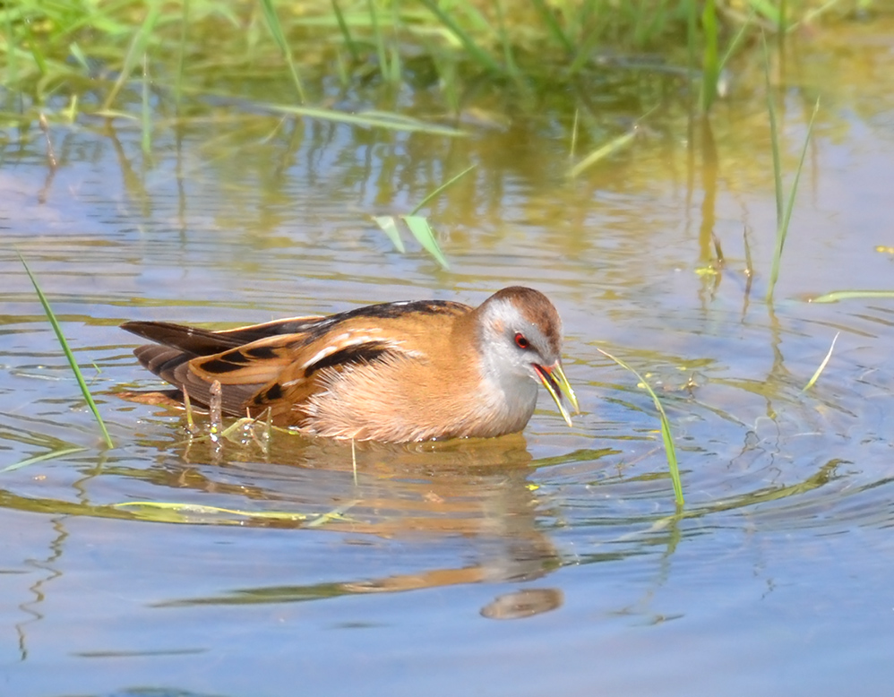 Little Crake