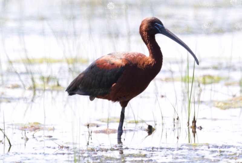 Glossy Ibis