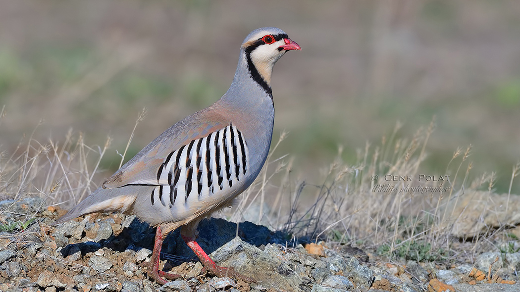 Chukar Partridge