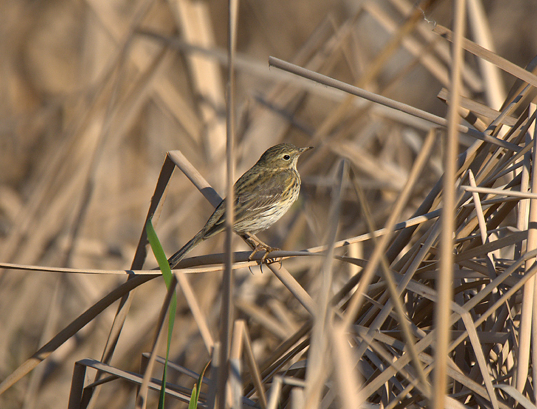 Meadow Pipit