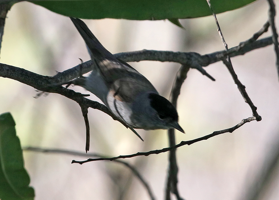 Eurasian Blackcap